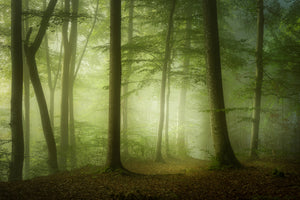 poster-print-mysterious-spring-morning-x