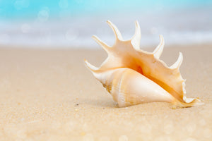 3-piece-canvas-print-the-shell-on-the-beach