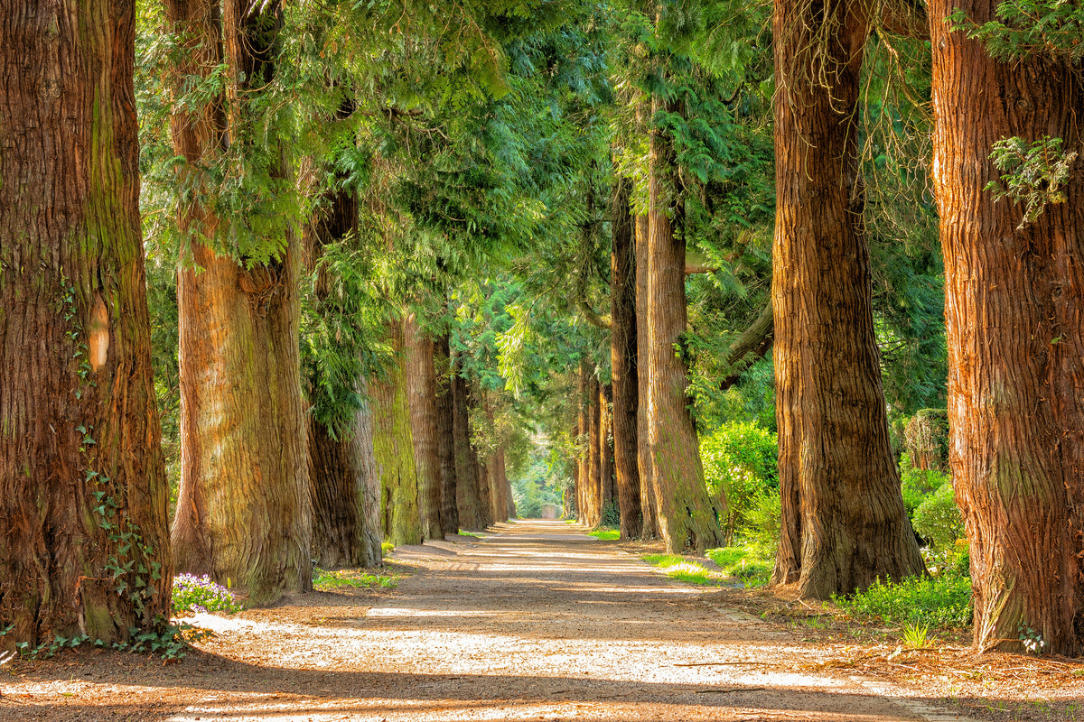 3-piece-acrylic-print-the-green-avenue