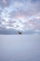 canvas-print-alone