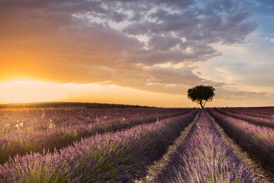 poster-print-destination-lavender-x
