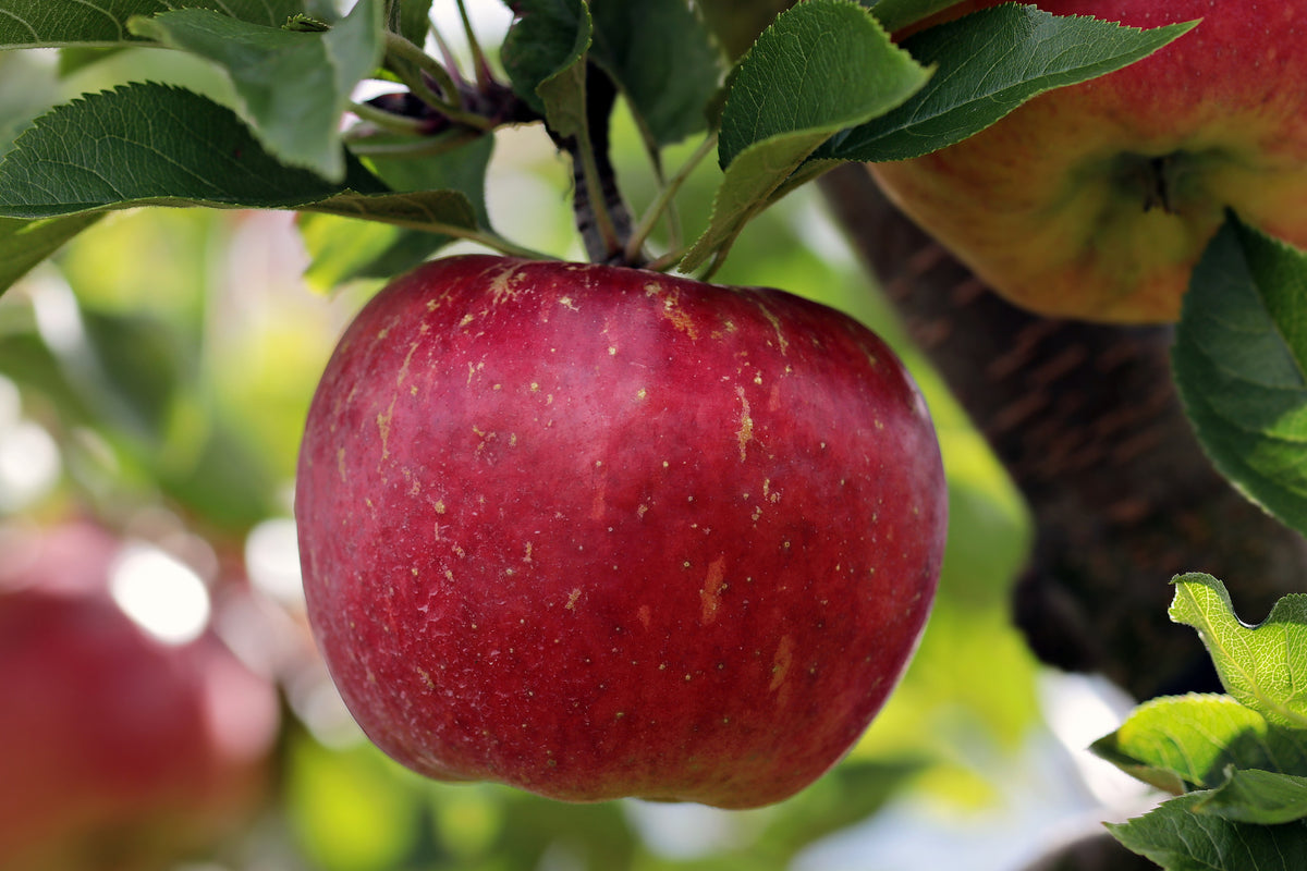 aluminium-print-apple-in-xxl