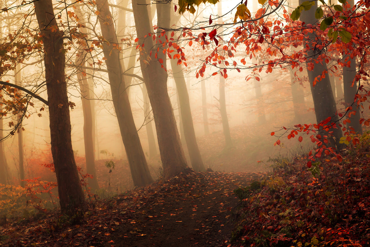 canvas-print-towards-the-light