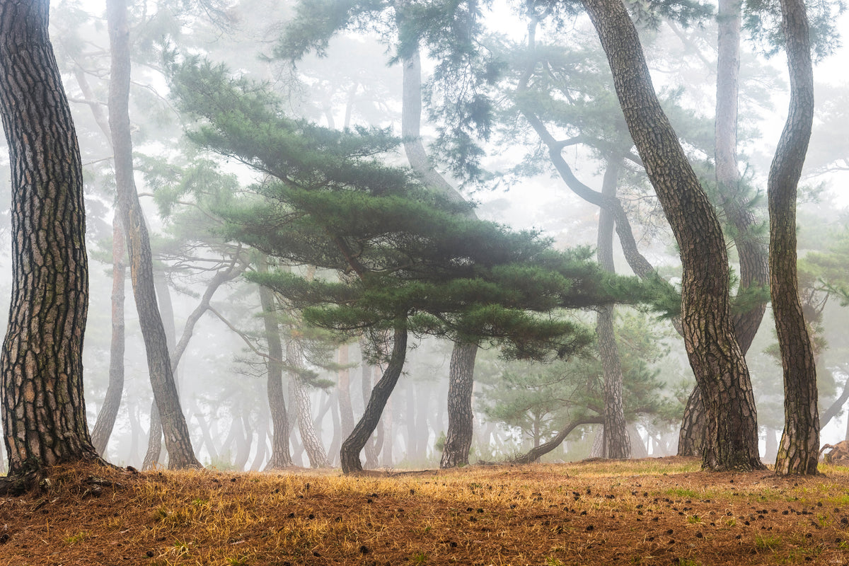 framedposter-print-in-the-misty-pine-forest-x