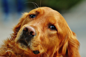 3-piece-aluminium-print-faithful-irish-setter