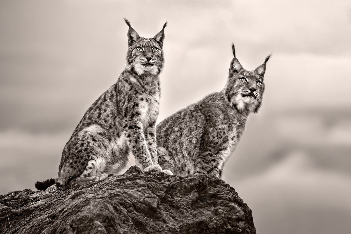 poster-print-two-lynx-on-rock