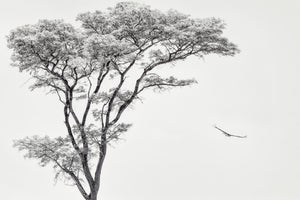modern-3-piece-canvas-print-the-african-eagle