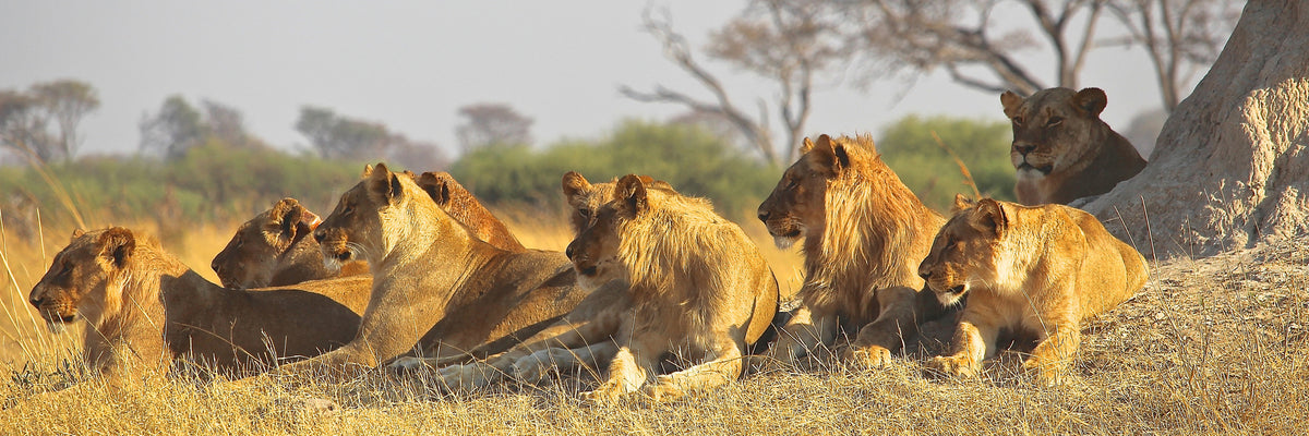 panoramic-3-piece-aluminium-print-lion-family-panorama