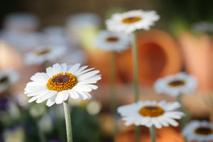 acrylic-print-daisies-xl