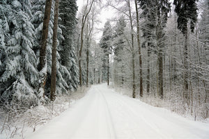 framedposter-print-snow-in-the-forest