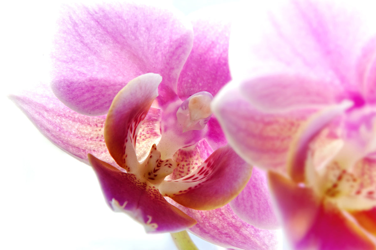 framedcanvas-print-magnificent-phalaenopsis