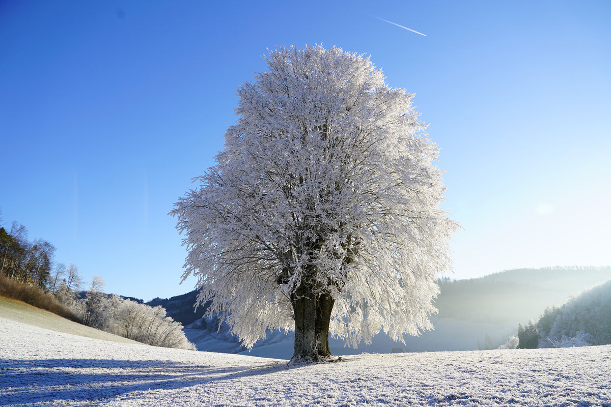 3-piece-aluminium-print-winter-fairy-tale