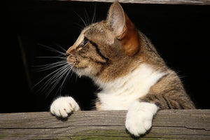 3-piece-aluminium-print-xl-cat