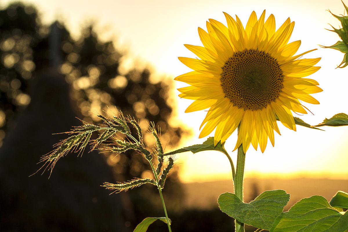 canvas-print-sunflower-in-the-sunrise