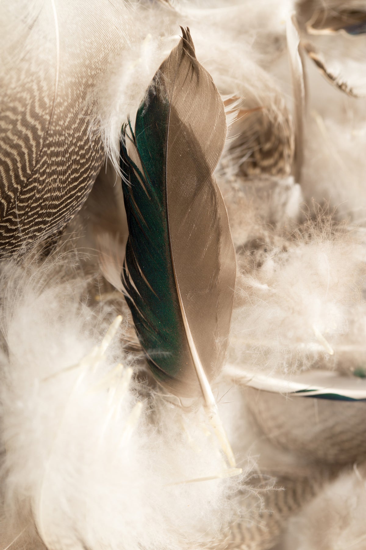 framedposter-print-feathers