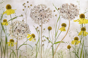 framedcanvas-print-alliums-and-heleniums