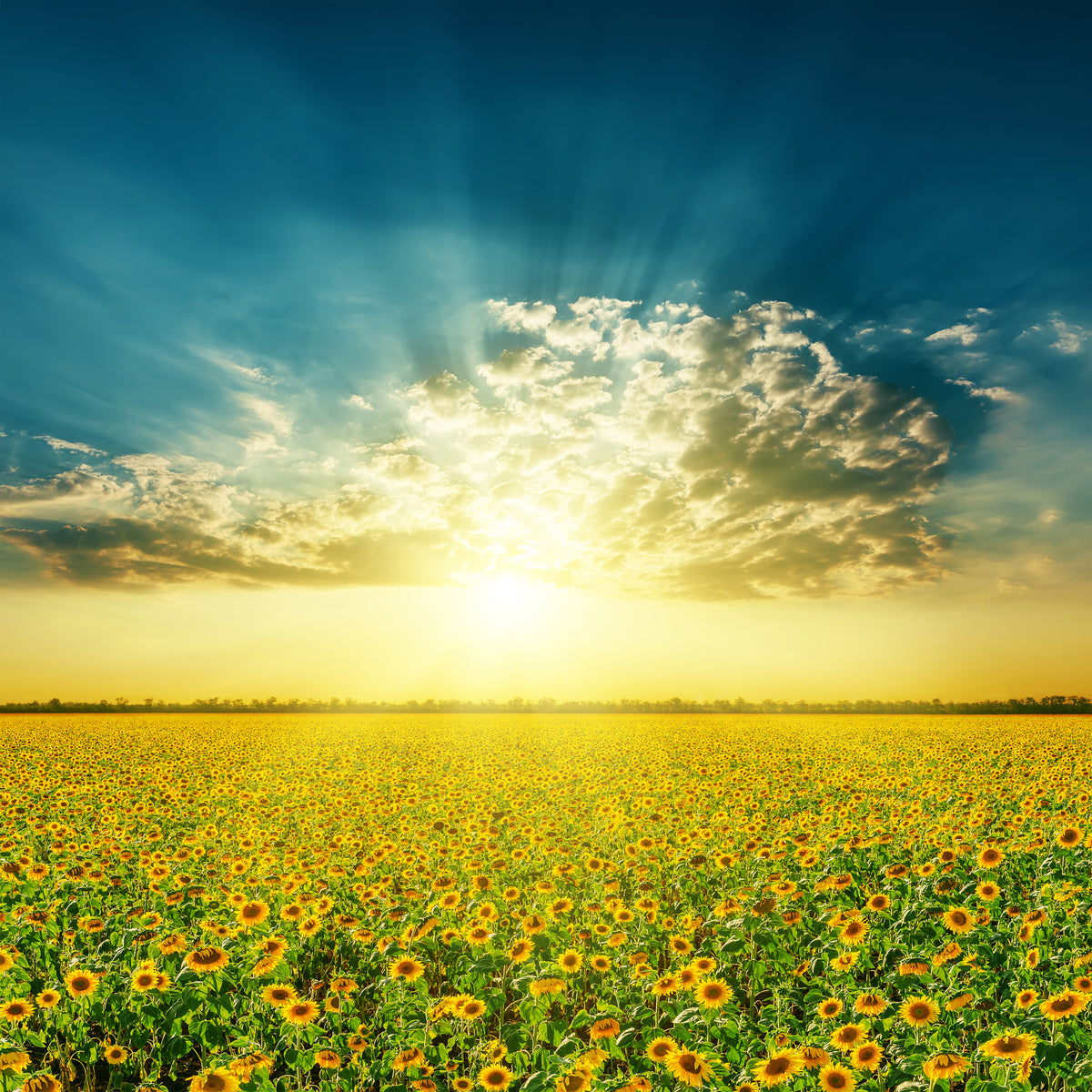 4-piece-canvas-print-sunflowers-in-the-evening-sun