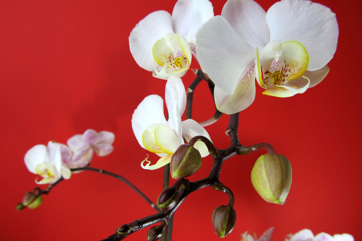 aluminium-print-white-orchids-on-red-wall