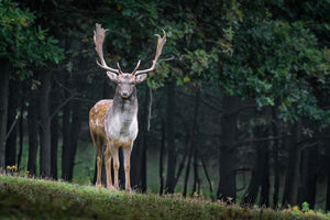 aluminium-print-the-fallow-deer-ii