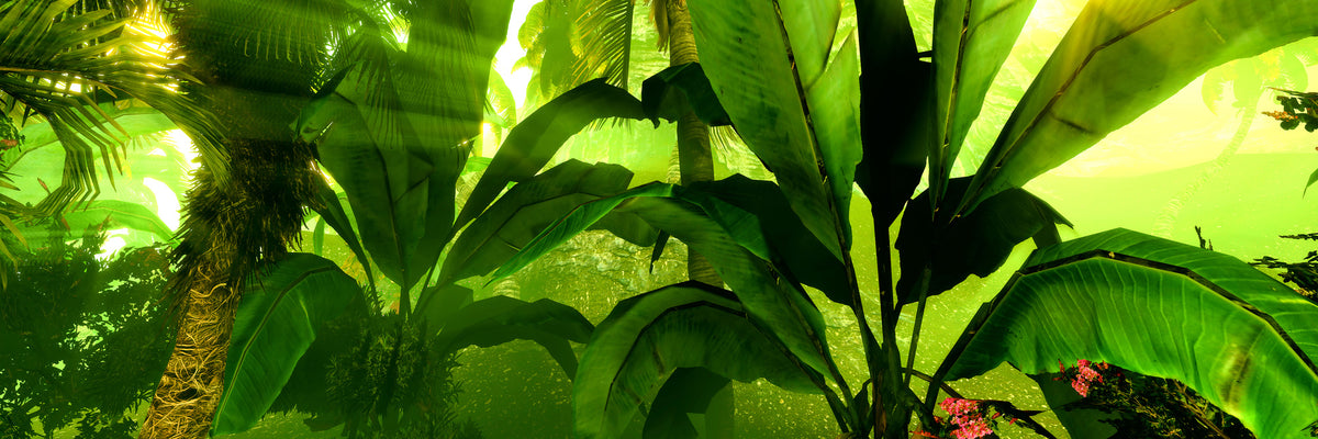 panoramic-aluminium-print-sunrise-in-the-rainforest-panorama