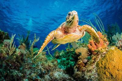 poster-print-turtle-in-the-reef