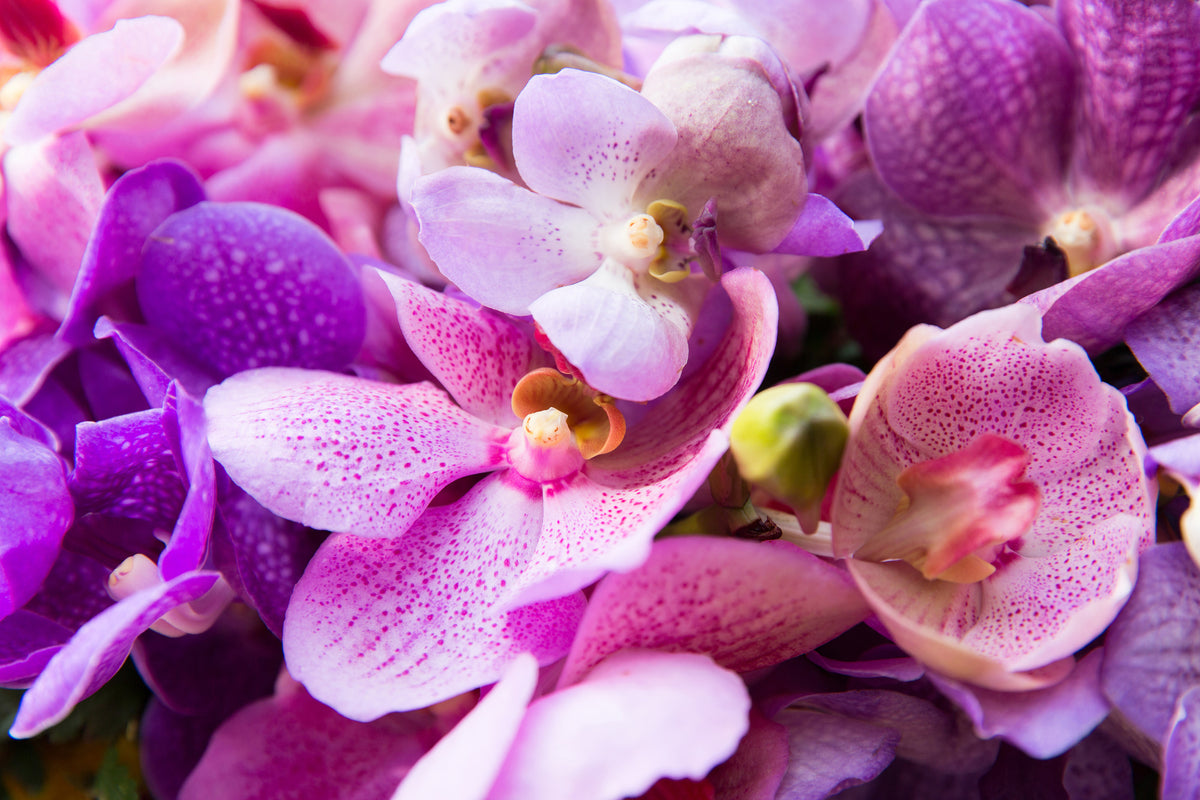 framedcanvas-print-orchid-paradise