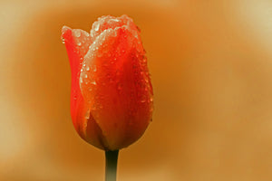 3-piece-canvas-print-a-tulip-in-the-morning-dew