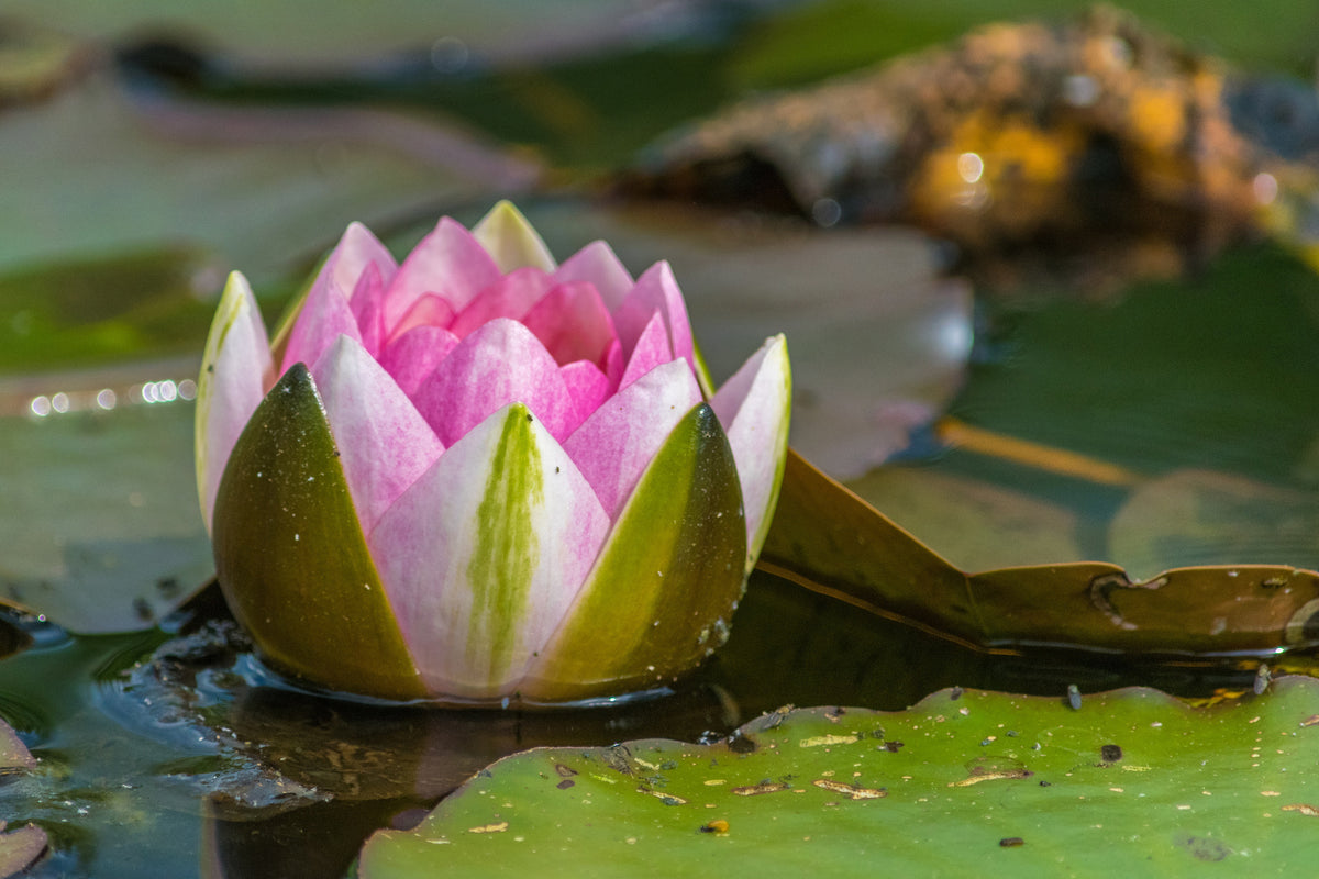 framedcanvas-print-xl-water-lily-in-pink