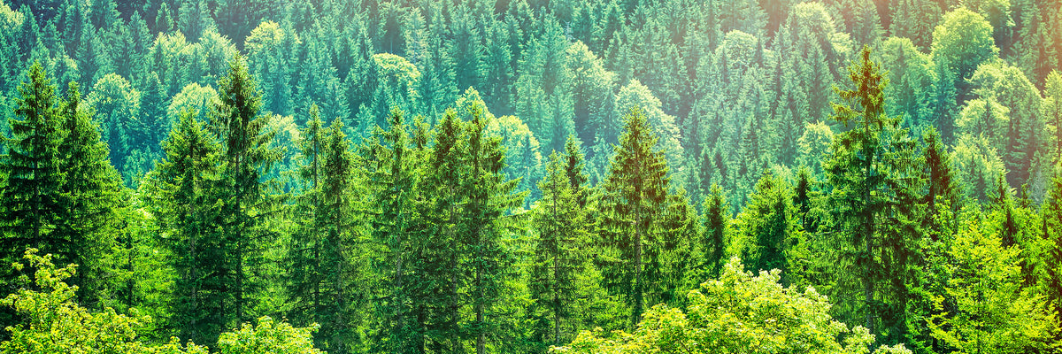 panoramic-3-piece-aluminium-print-the-forest-hill-panorama