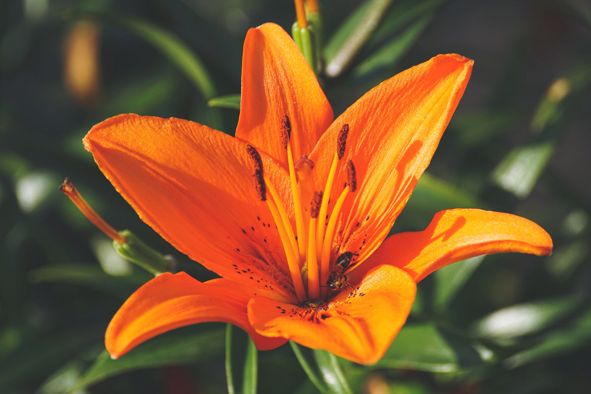 3-piece-acrylic-print-lilies-blossom-in-orange-xl