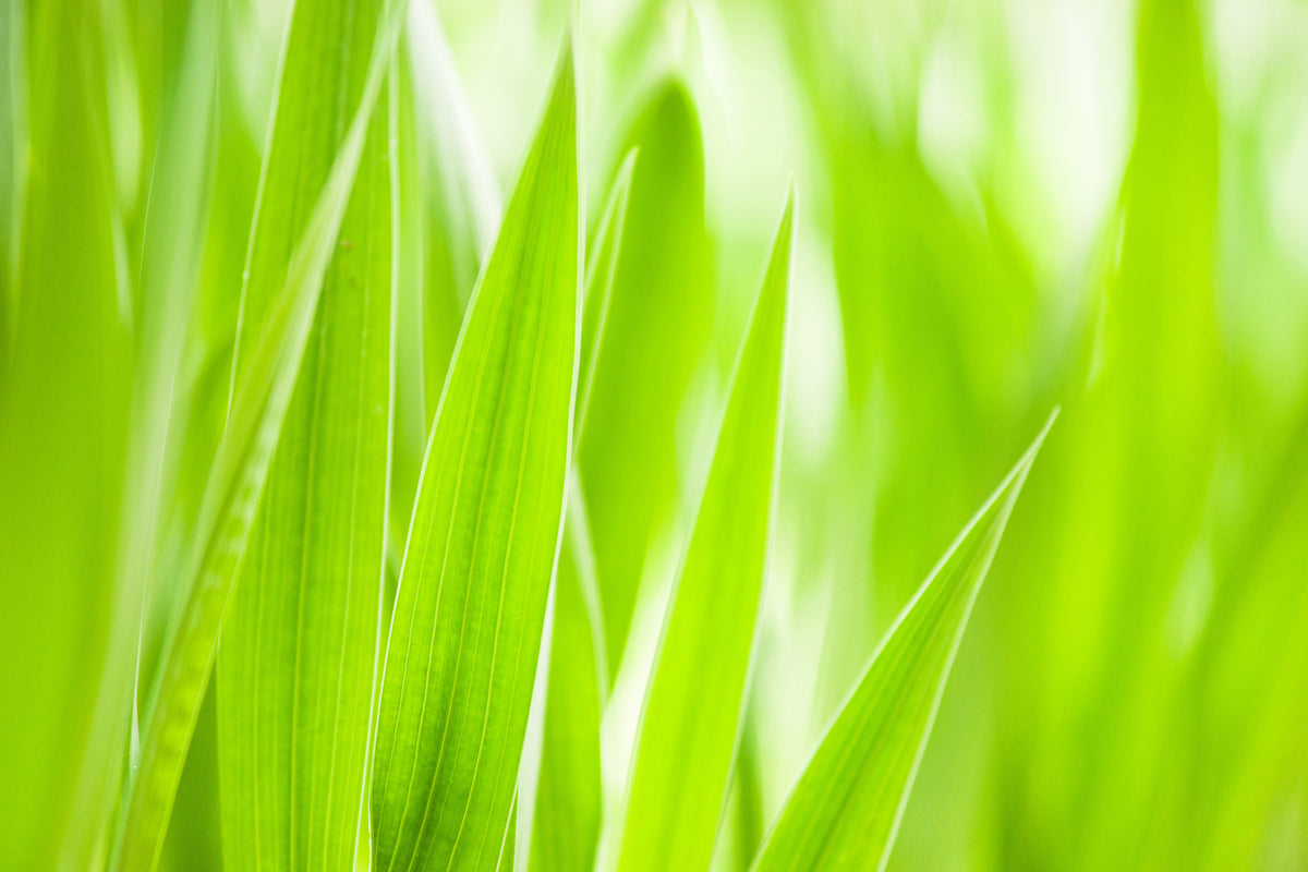 modern-3-piece-acrylic-print-grass-xxl