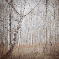 aluminium-print-birch-forest-x