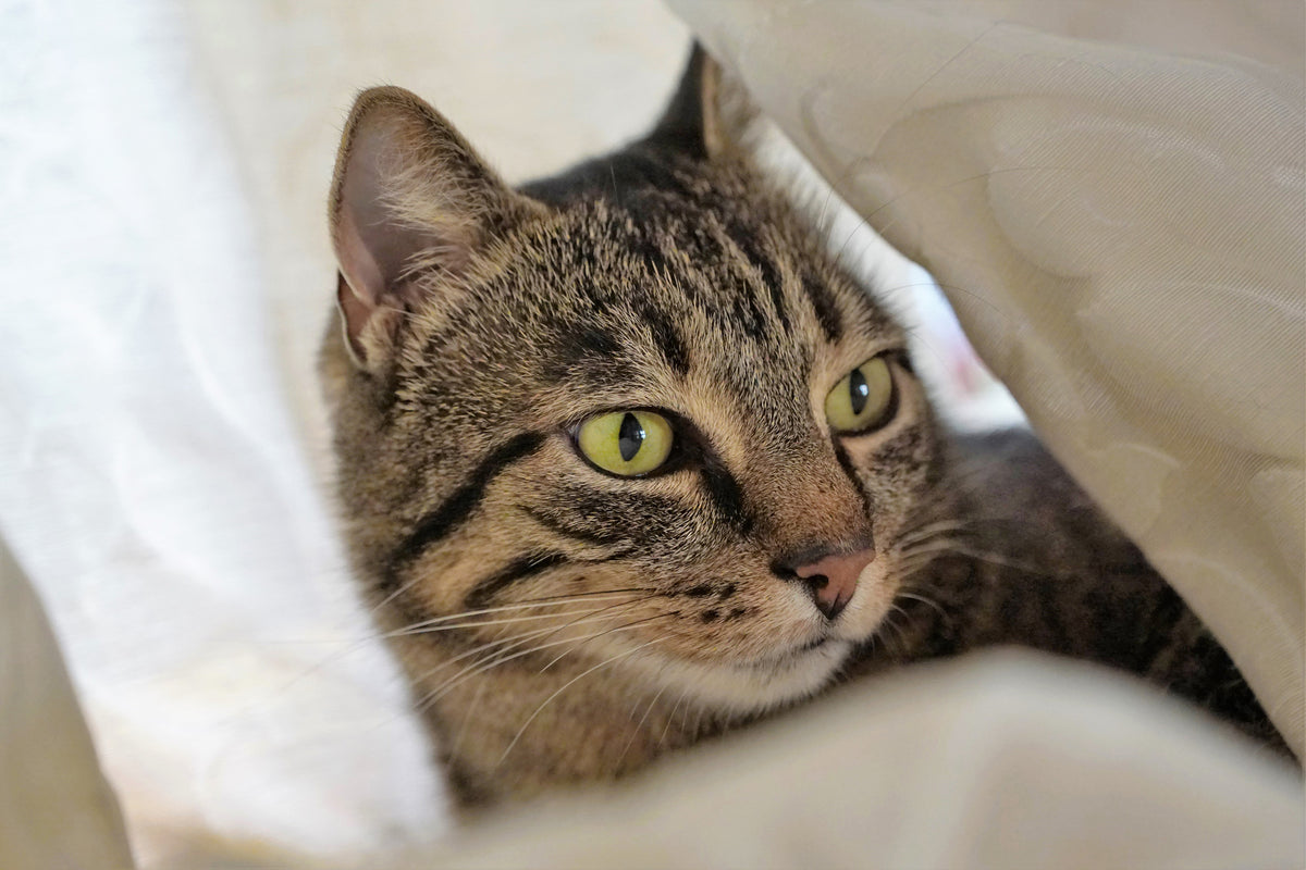 canvas-print-favorite-cat