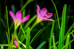 3-piece-aluminium-print-flowers-in-nature