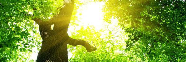 panoramic-3-piece-acrylic-print-tree-panorama