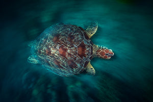 framedposter-print-valocity-turtle