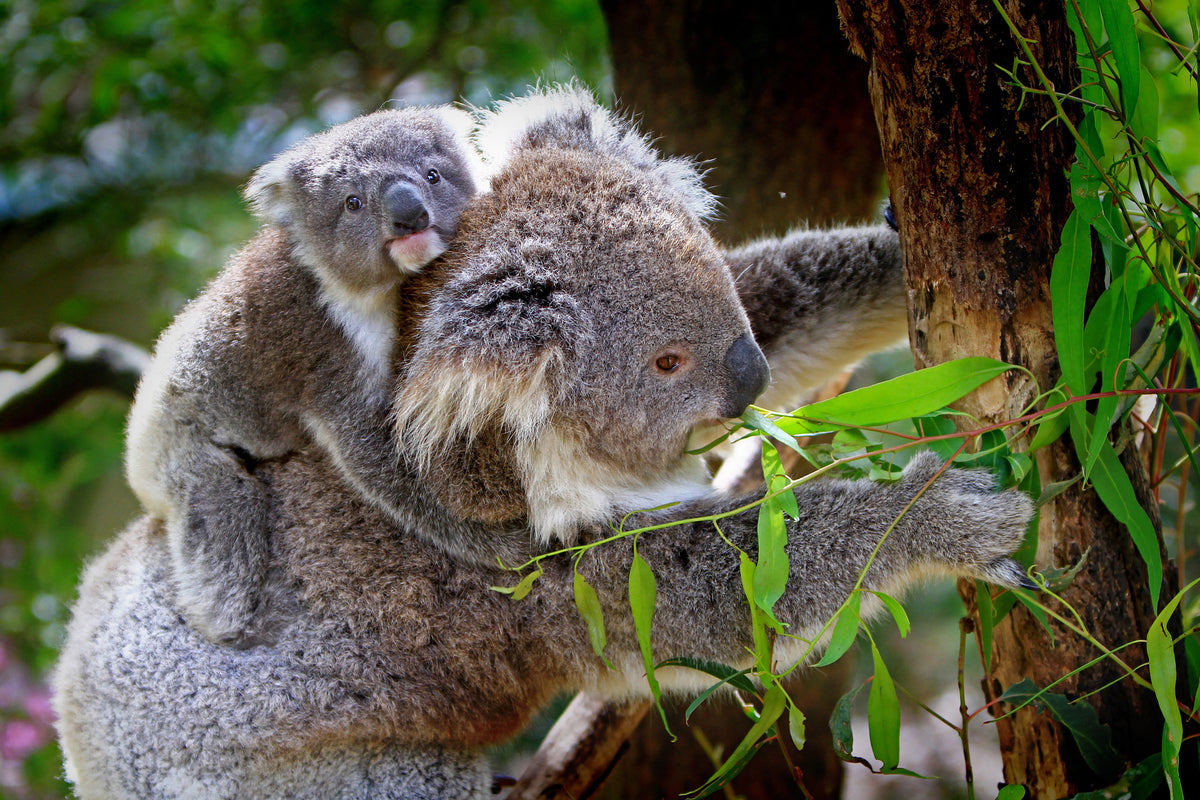 3-piece-acrylic-print-mom-and-baby-koala