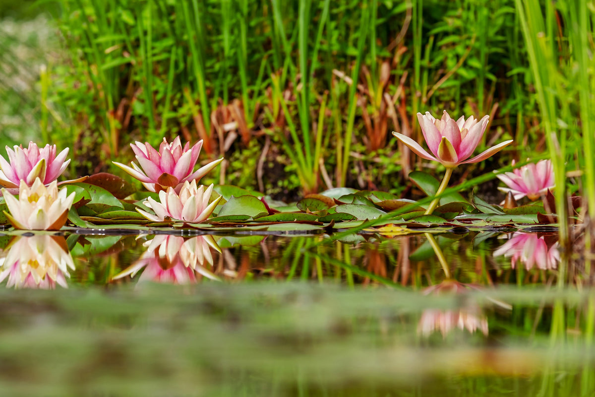 poster-print-wild-water-lilies