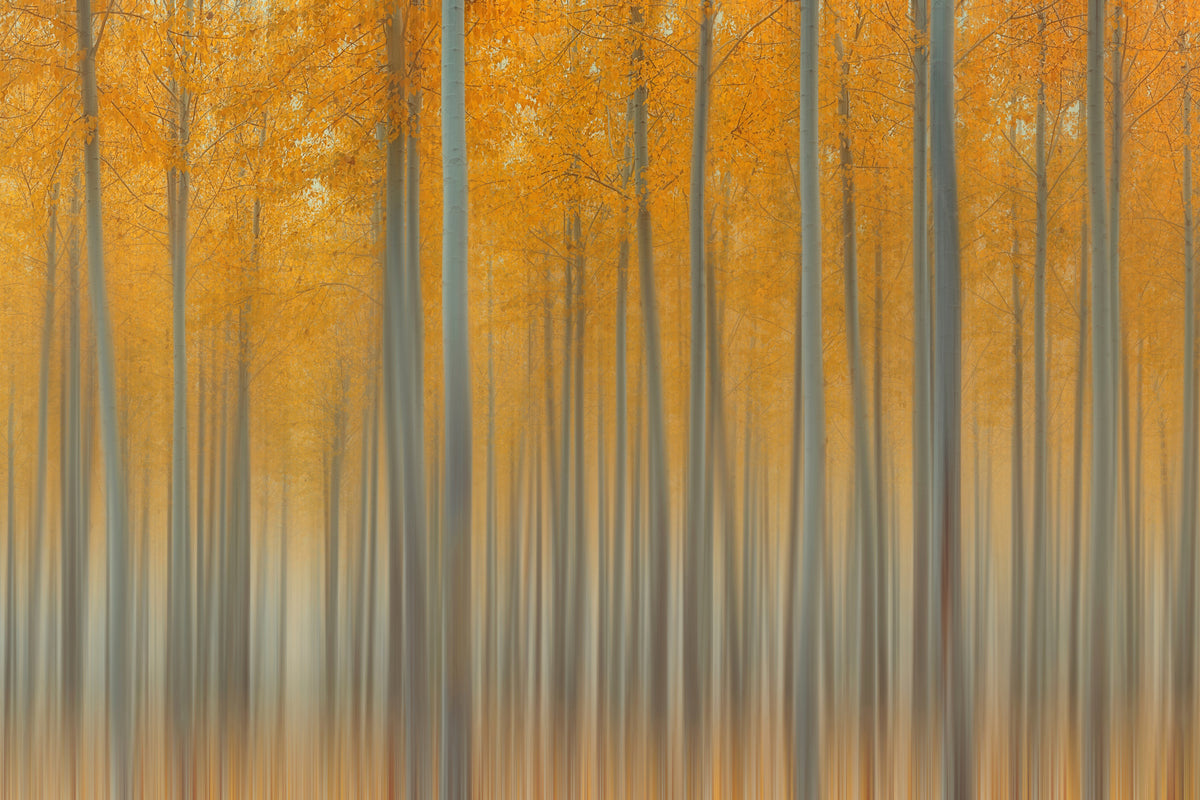 canvas-print-autumn-delight-ii