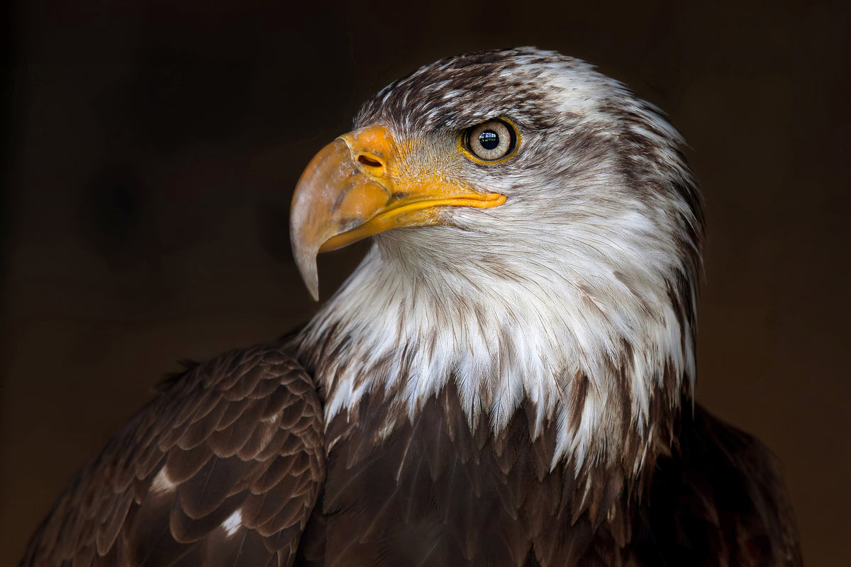 aluminium-print-caged-eagle