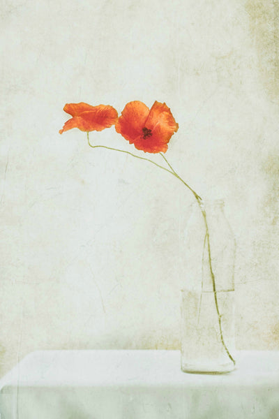 poster-print-two-poppies-in-a-bottle-x