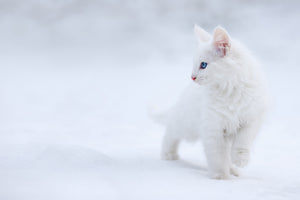 poster-print-white-as-snow