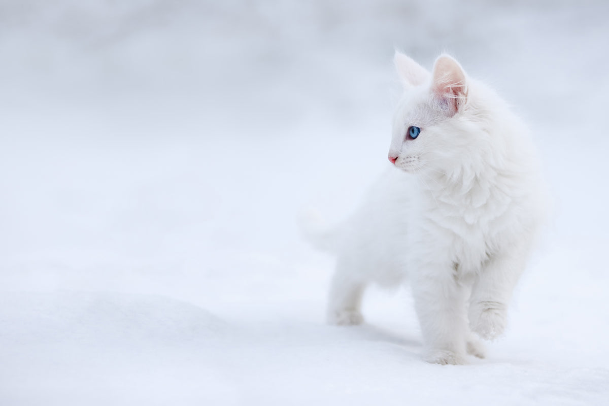 poster-print-white-as-snow