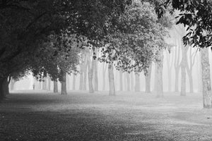 framedcanvas-print-morning-fog-xyy