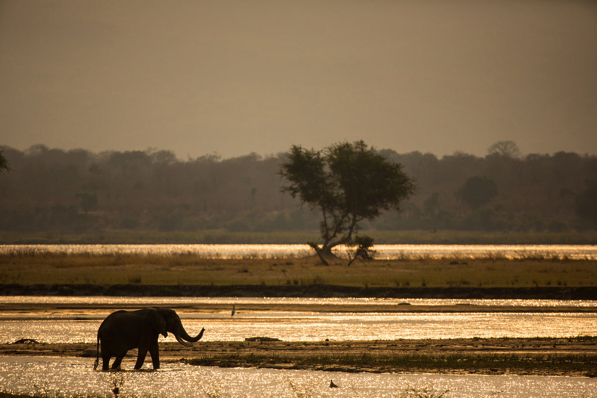 canvas-print-elephant-alone-in-the-steppe