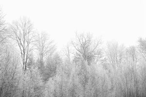 framedcanvas-print-birches-in-the-snow