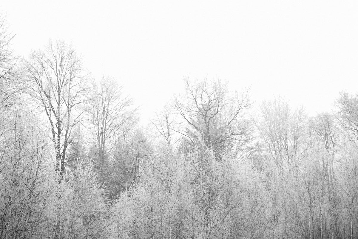 framedcanvas-print-birches-in-the-snow