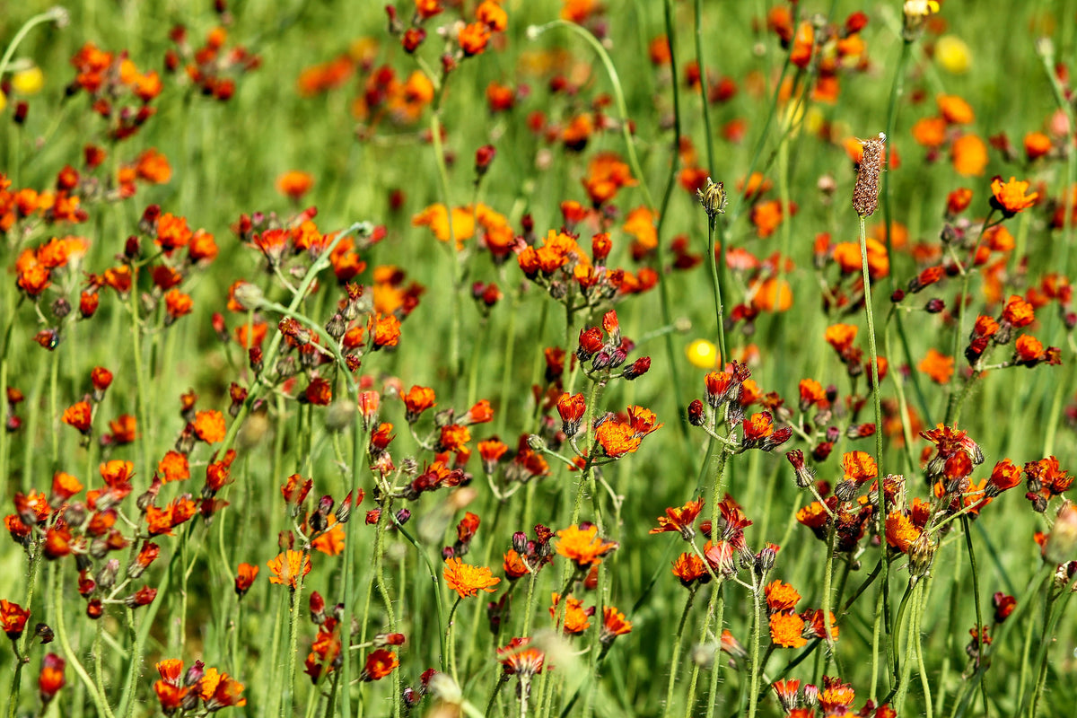 modern-3-piece-canvas-print-hawkweeds