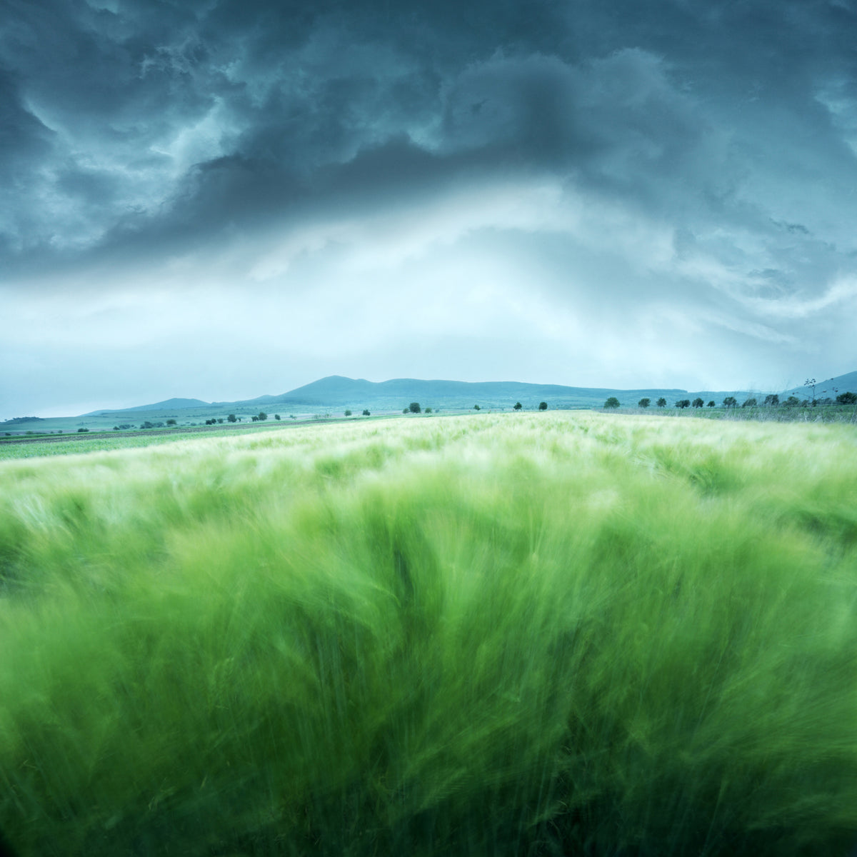 poster-print-barley-field