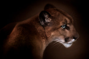 framedposter-print-puma